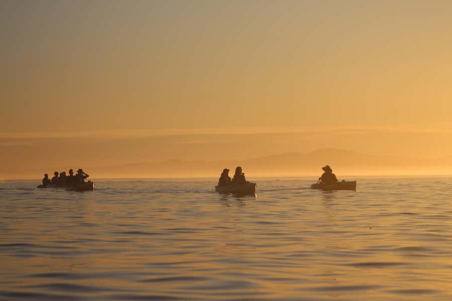 Kaikōura: Kayak Sunset Tour with Seal Sightings - Why a pedal kayak works so well in Kaikōura