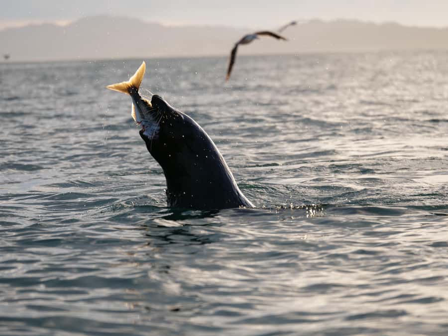 Kaikōura: Kayak Sunset Tour with Seal Sightings - Meeting at 18 Beach Road