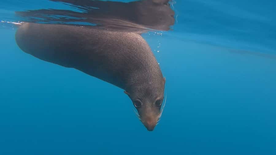 Kaikōura: Kayak Sunset Tour with Seal Sightings - Conditions, clothing, and comfort