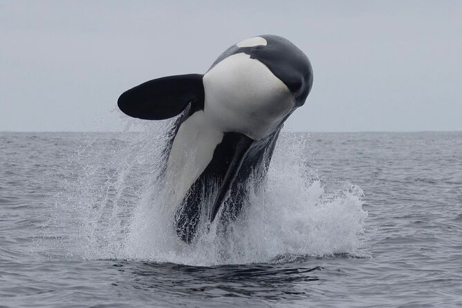 Kaikoura Private Whale Watching Day Trip from Christchurch - Key points about this Kaikoura day trip