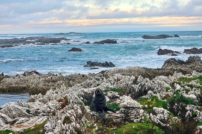 Kaikoura Private Whale Watching Day Trip from Christchurch - Guide quality and the feel of the day