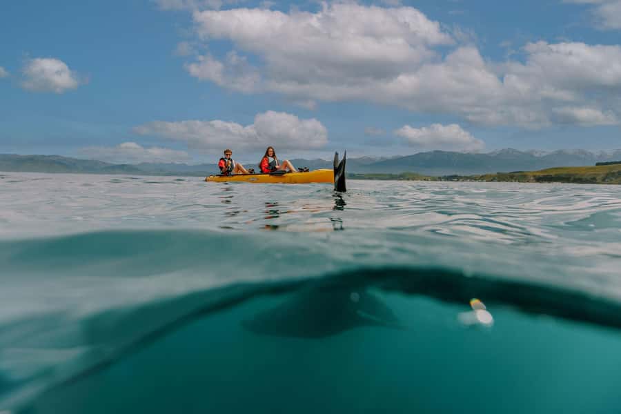 Kaikoura: Seal-Watching Pedal Kayak Tour - Key points to know before booking