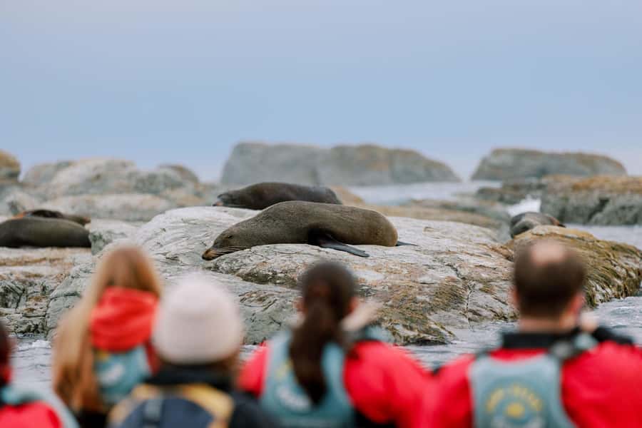 Kaikoura: Seal-Watching Pedal Kayak Tour - The limits you should consider before booking