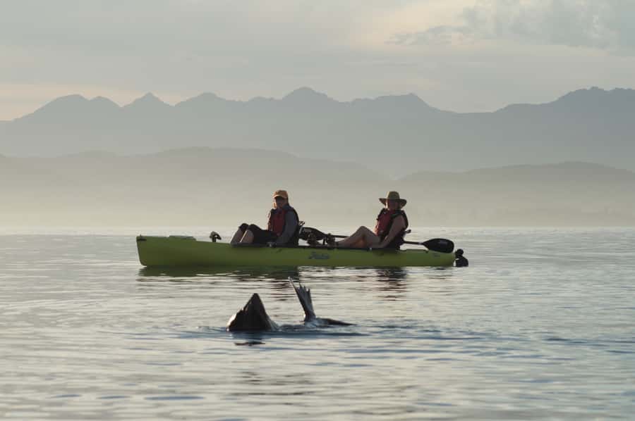 Kaikoura: Seal-Watching Pedal Kayak Tour - Pedal kayaks make the Kaikoura coast easy to enjoy