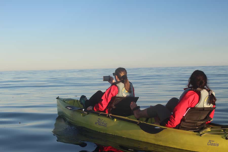 Kaikoura: Seal-Watching Pedal Kayak Tour - Fur seals are the star of the two-hour outing