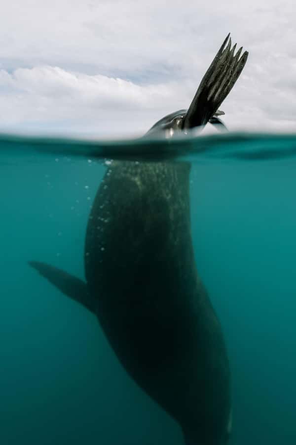 Kaikoura: Seal-Watching Pedal Kayak Tour - Blue penguins, albatrosses, dolphins, and surprise sightings