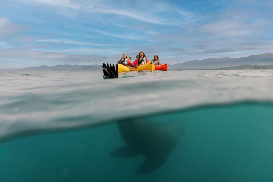 Kaikoura: Seal-Watching Pedal Kayak Tour - Starting at 18 Beach Road in central Kaikoura