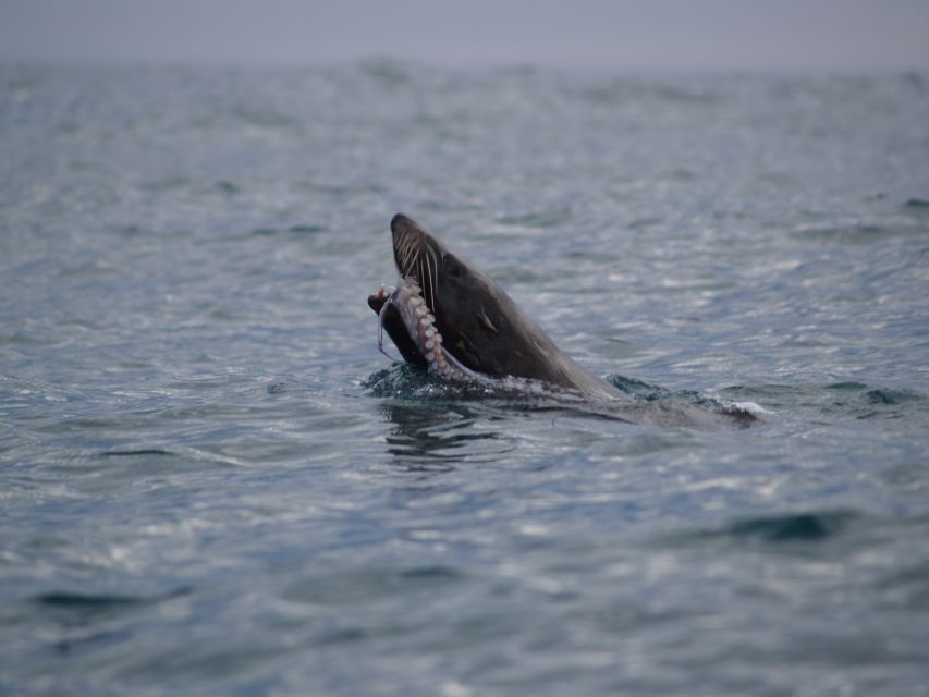 Kaikoura: Sunset Evening Kayaking Tour - Dolphins, penguins, stingrays, and birds