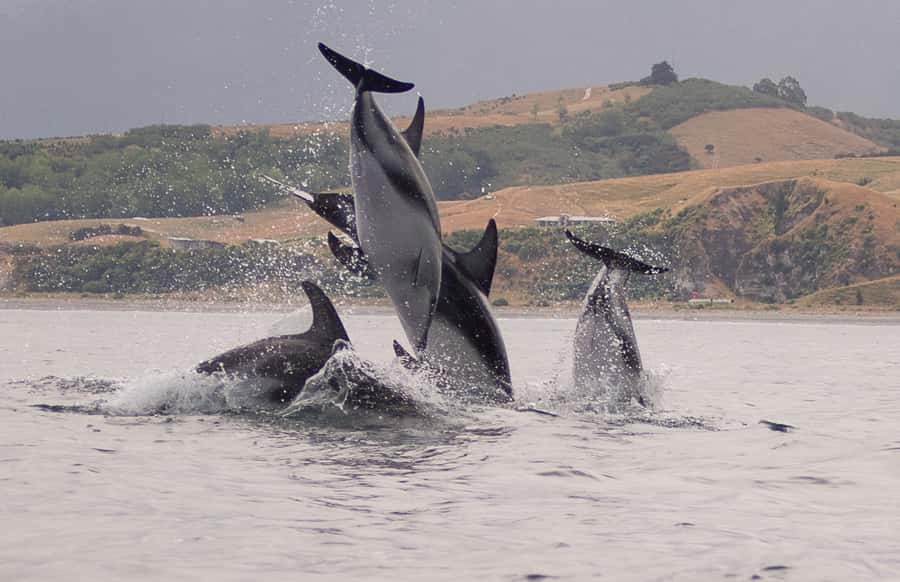 Kaikoura: Sunset Evening Kayaking Tour - The Maori and whaling stories add meaning