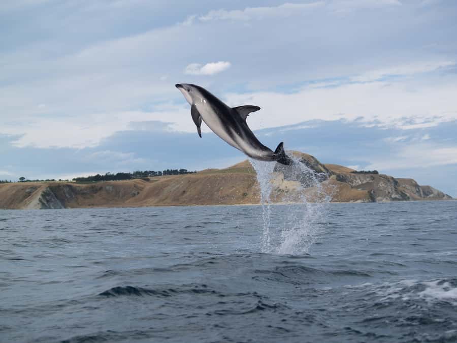 Kaikoura: Sunset Evening Kayaking Tour - Three hours on the water, step by step