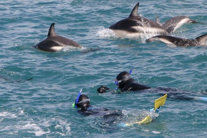 Kaikoura Swim with Dolphins Tour from Christchurch - The boat ride into the Pacific