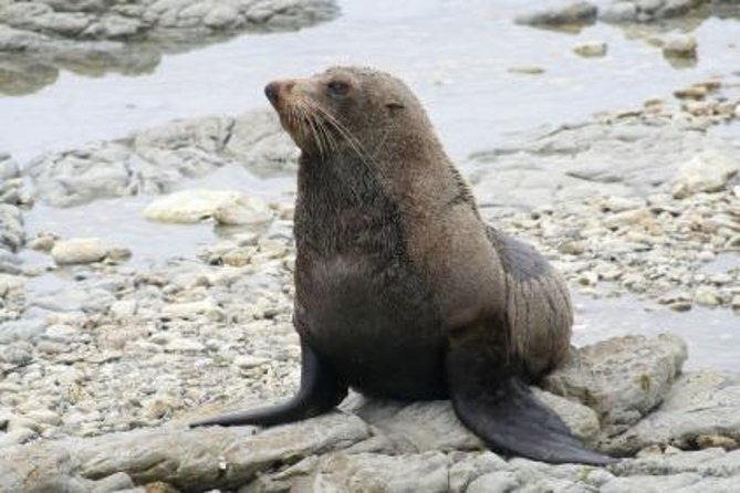 Kaikoura Swim with Dolphins Tour from Christchurch - How much value do you get for $254.44?