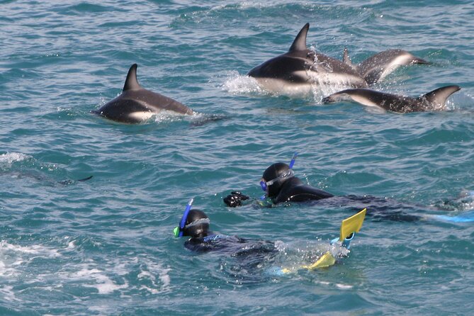 Kaikoura Whale and Dolphin Overnight Tour from Christchurch - Key points to know before you book