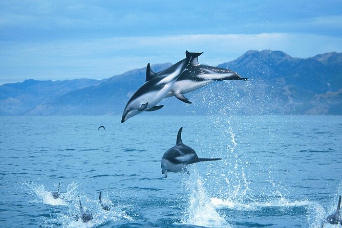 Kaikoura Whale and Dolphin Overnight Tour from Christchurch - Why Kaikoura makes a strong two-day wildlife trip
