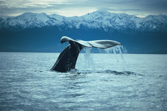 Kaikoura Whale and Dolphin Overnight Tour from Christchurch - Your overnight in Kaikoura