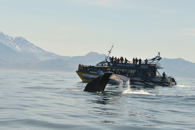 Kaikoura Whale Watch Day Tour from Christchurch - The 7 a.m. pickup and North Canterbury drive