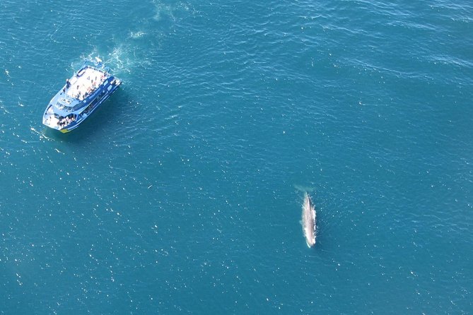 Kaikoura Whale Watch Day Tour from Christchurch - The honest word on rough seas