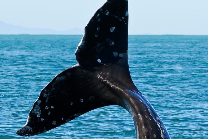 Kaikoura Whale Watch Day Tour from Christchurch - Lunch and free time in Kaikoura