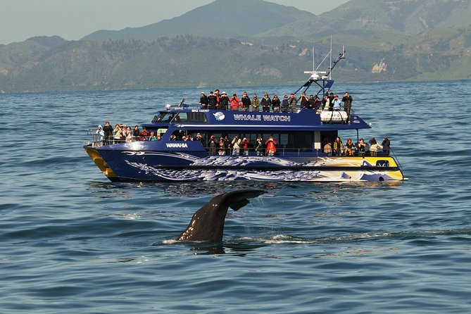 Kaikoura Whale Watch Day Tour from Christchurch - Fur seals at the Peninsula Seal Colony