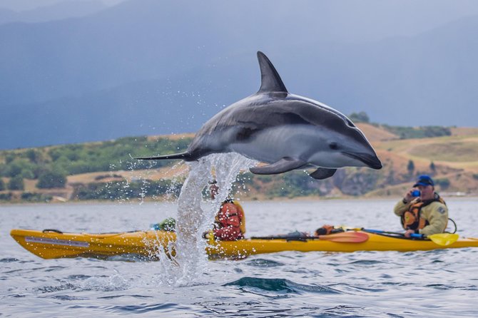 Kaikoura Whale Watch Day Tour from Christchurch - What the $229.61 price really buys you