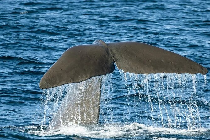Kaikoura Whale Watch Day Tour from Christchurch including Coastal Pacific Train - The 6:15 am start sets the tone