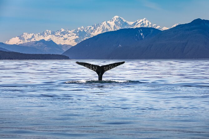 Kaikoura Whale Watch Tour from Christchurch - Small Group - Key points to know before booking