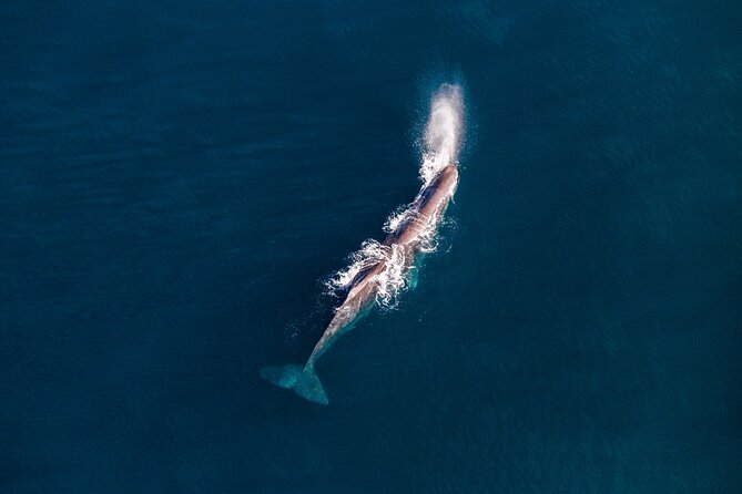 Kaikōura Whale Watching - 1hr 20min Ultimate Adventure - The mountaintop landing and 360-degree view