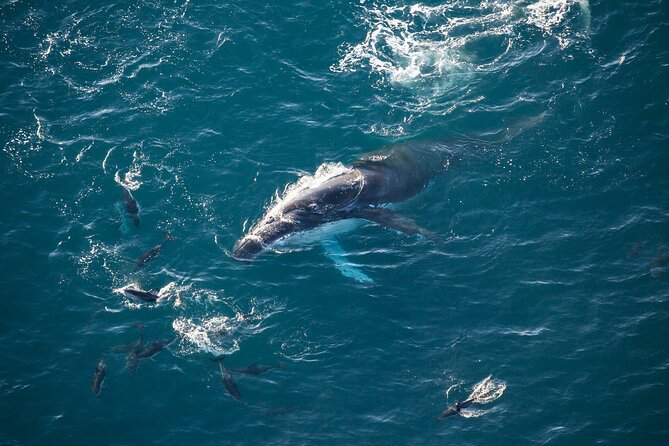Kaikoura Whale Watching - 45 Minute Ocean Safari - Why seeing a whale from the air changes the experience