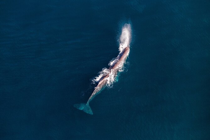 Kaikoura Whale Watching - 45 Minute Ocean Safari - Dolphins, seals, and the shoreline
