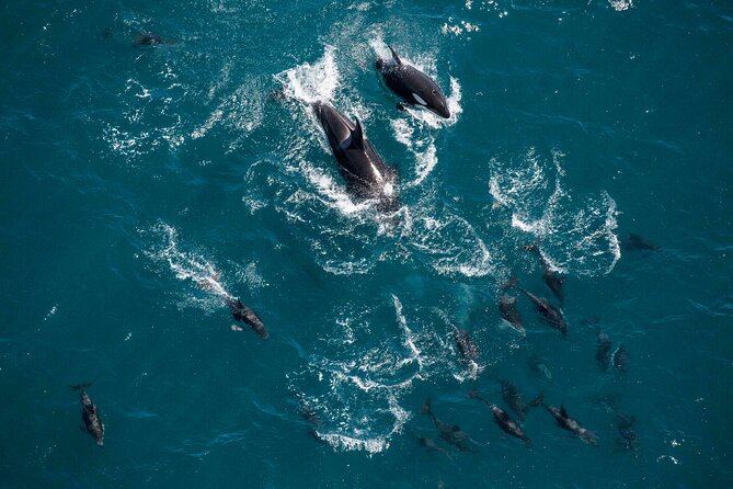 Kaikoura Whale Watching - 45 Minute Ocean Safari - Weather, timing, and practical details