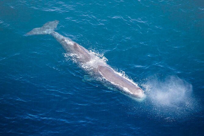 Kaikoura Whale Watching - 45 Minute Ocean Safari - From the Kaikōura base to the Pacific Ocean