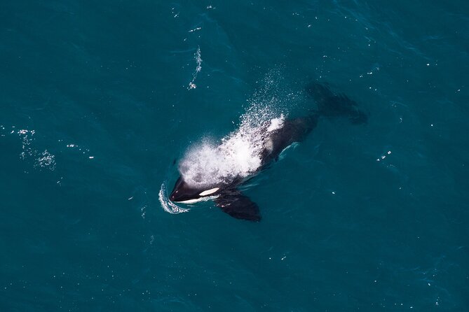Kaikōura Whale Watching and Scenic Landing - 1hr Premier Tour - Flying over Kaikōura Canyon