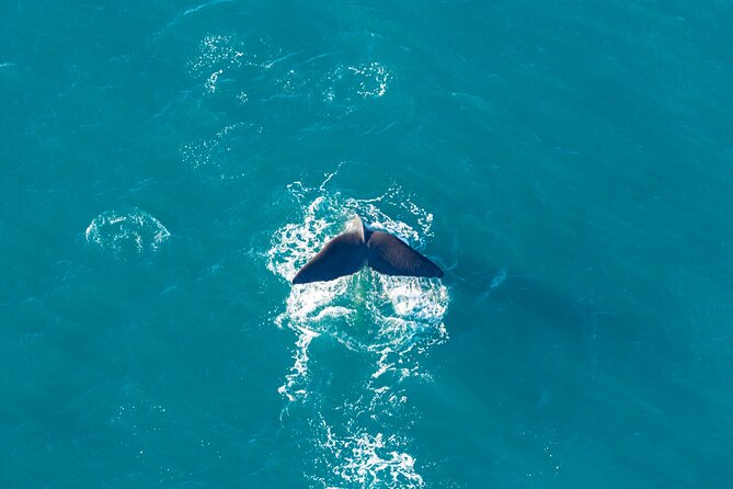 Kaikōura Whale Watching and Scenic Landing - 1hr Premier Tour - Pickup, meeting point, and the 11:00 am start