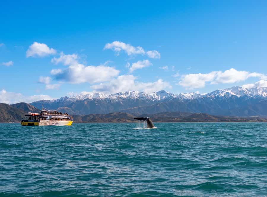 Kaikoura: Whale Watching Cruise - Why Kaikoura is such a strong whale-watching base