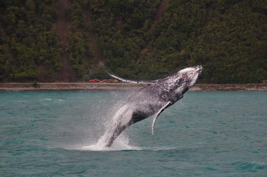 Kaikoura: Whale Watching Cruise - The catamaran and where to watch