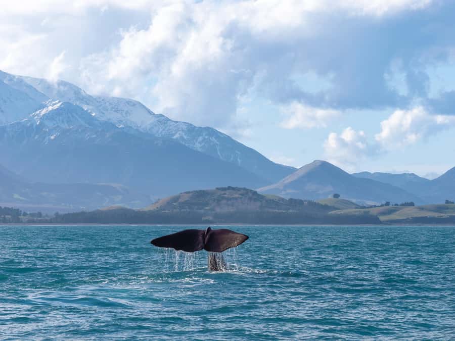Kaikoura: Whale Watching Cruise - Finding the sperm whales