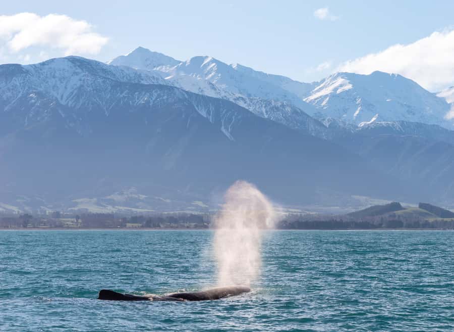 Kaikoura: Whale Watching Cruise - Dolphins, seals, birds, and surprise sightings