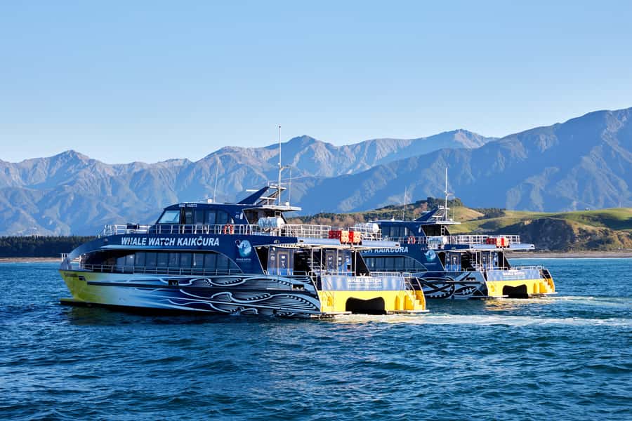 Kaikoura: Whale Watching Cruise - Timing, cost, and what to bring