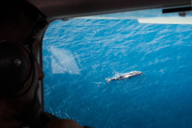 Kaikoura: Whale Watching Flight - Key points at a glance
