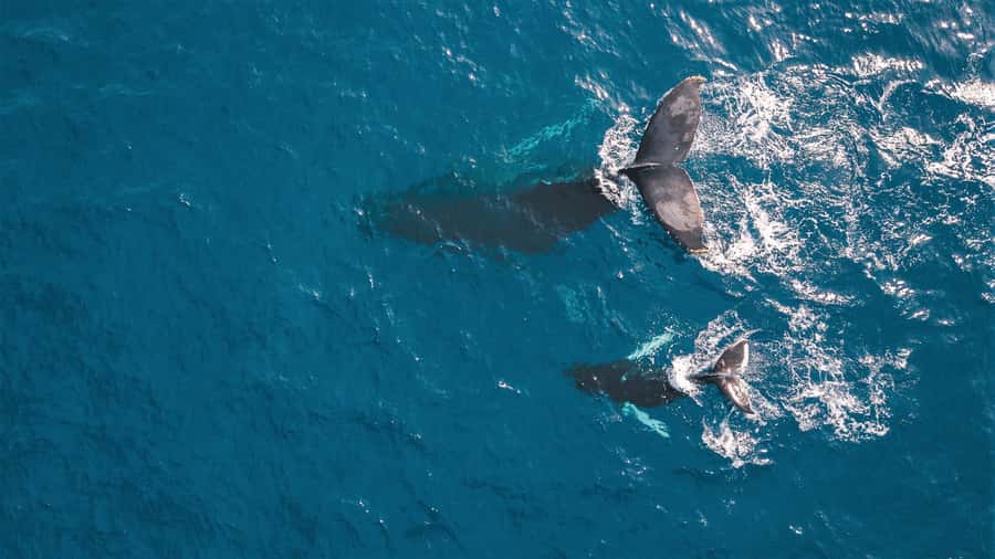 Kaikoura: Whale Watching Flight with Commentary - Why the small plane changes whale watching