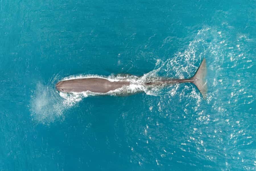 Kaikoura: Whale Watching Flight with Commentary - The 30-minute search above the sea