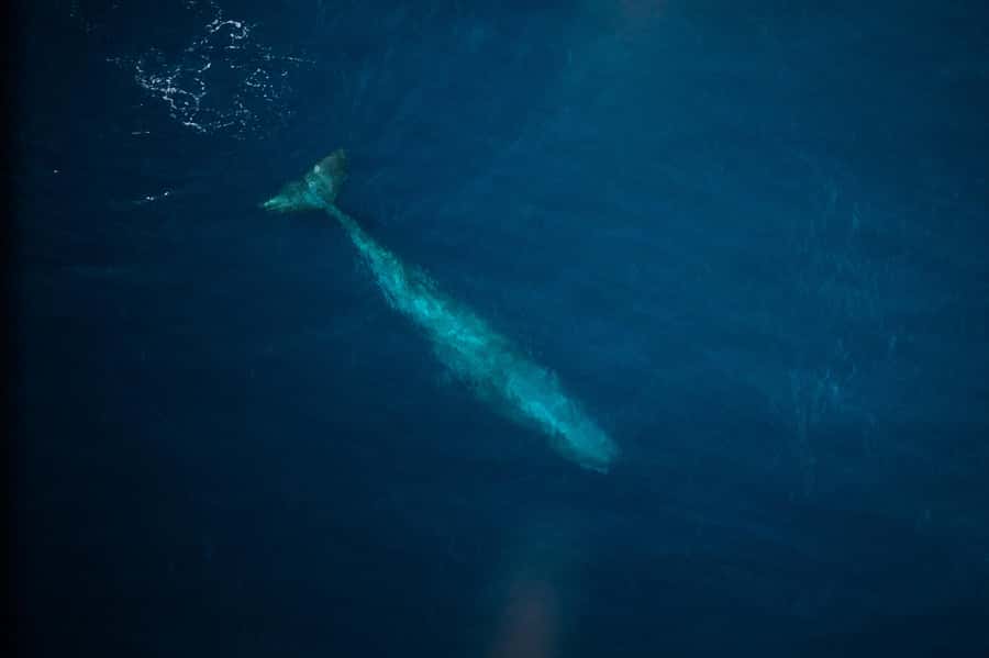 Kaikoura: Whale Watching Flight with Commentary - What a whale looks like from the air