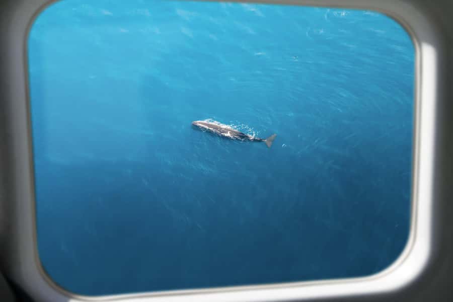 Kaikoura: Whale Watching Flight with Commentary - Is $131 good value?