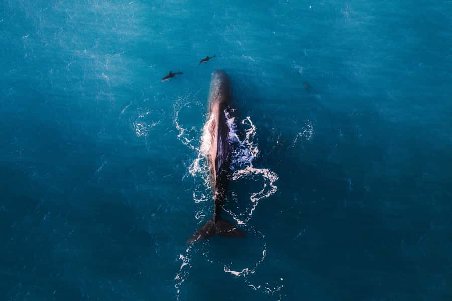 Kaikoura: Whale Watching Flight with Guided Commentary - Key points to know before booking