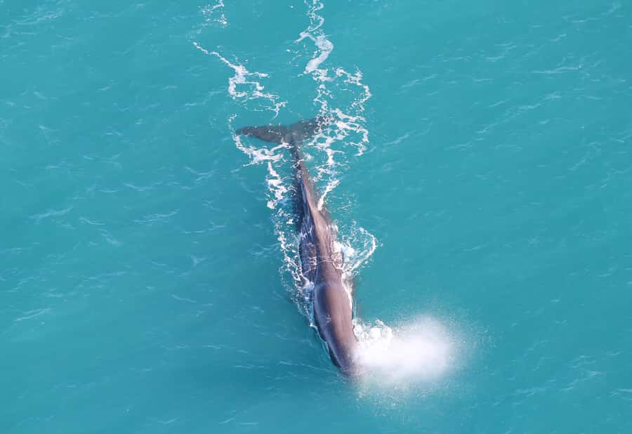 Kaikoura: Whale Watching Flight with Guided Commentary - The pre-flight briefing gives the wildlife context