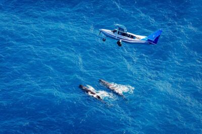 Whale Watching Flight with Guided Commentary