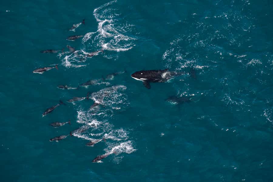 Kaikoura: Whale Watching Flight with Guided Commentary - The scenery makes an empty wildlife search worthwhile