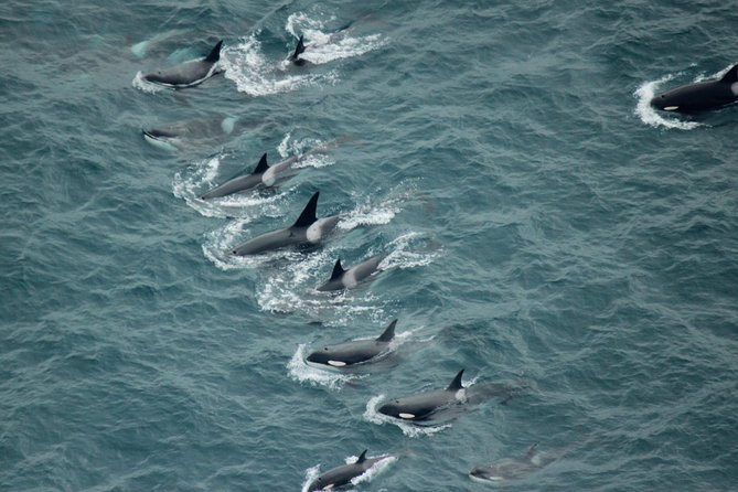 Kaikoura: Whale Watching Flight - The 30-minute search over the sea