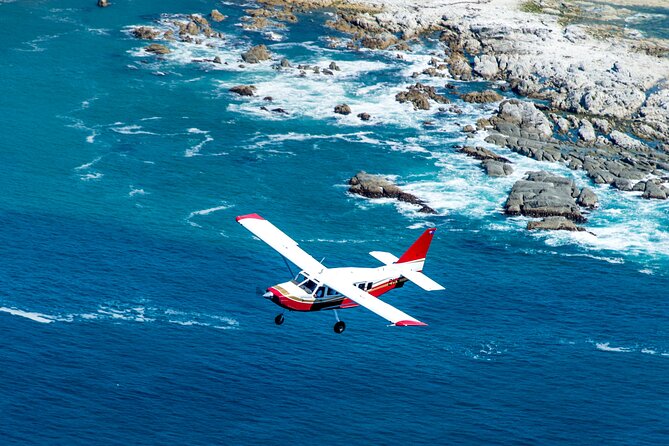 Kaikōura Whale Watching Scenic Flight (40 Minutes) - Watching whales from both sides of the plane