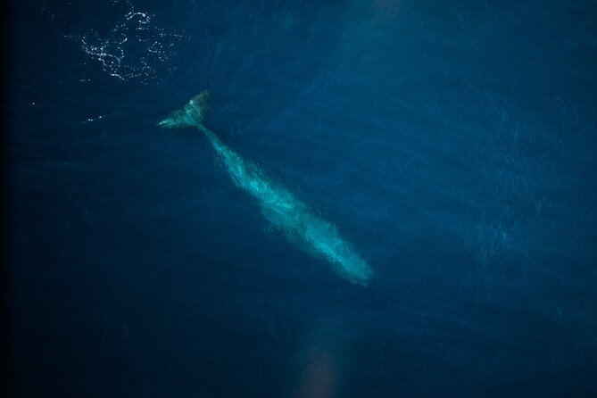 Kaikōura Whale Watching Scenic Flight (40 Minutes) - The value of a small aircraft